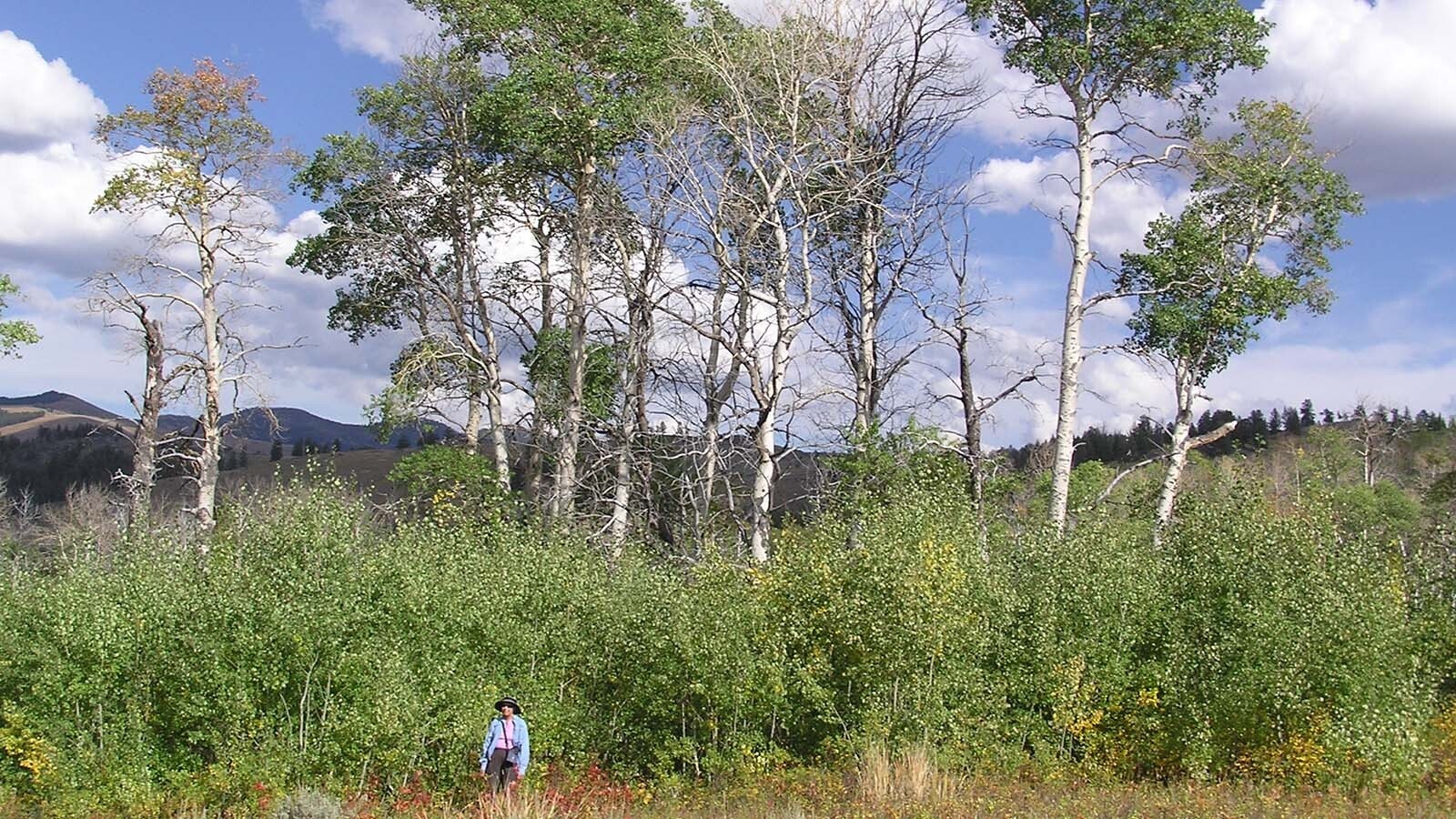 More towering, healthy aspen trees such as these in Yellowstone National Park are largely thanks to wolves, which kept elk from gobbling up aspen saplings, ecologists claim.