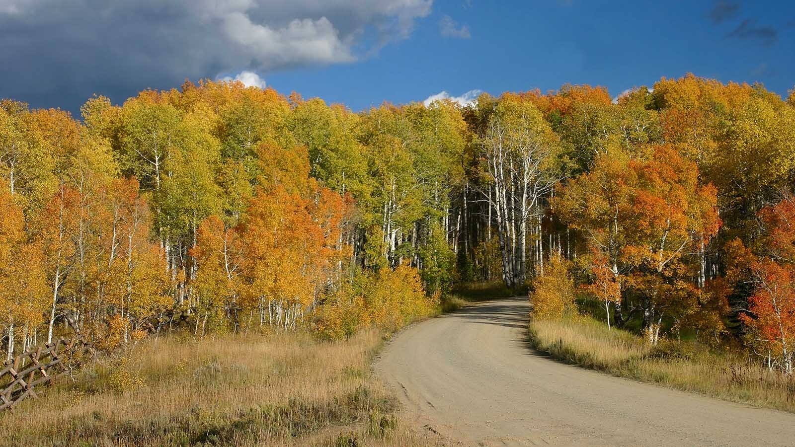 Wyoming's famous Aspen Alley in the Snowy Range near Encampment isn't quite as spectacular as it used to be.