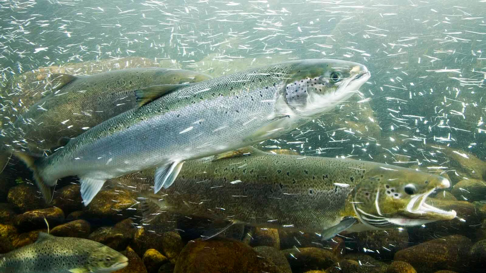Newly released research shows that young salmon given cocaine compounds swim father and faster. Turns out, getting salmon high is giving scientists valuable information about how the drug impacts human nervous systems.