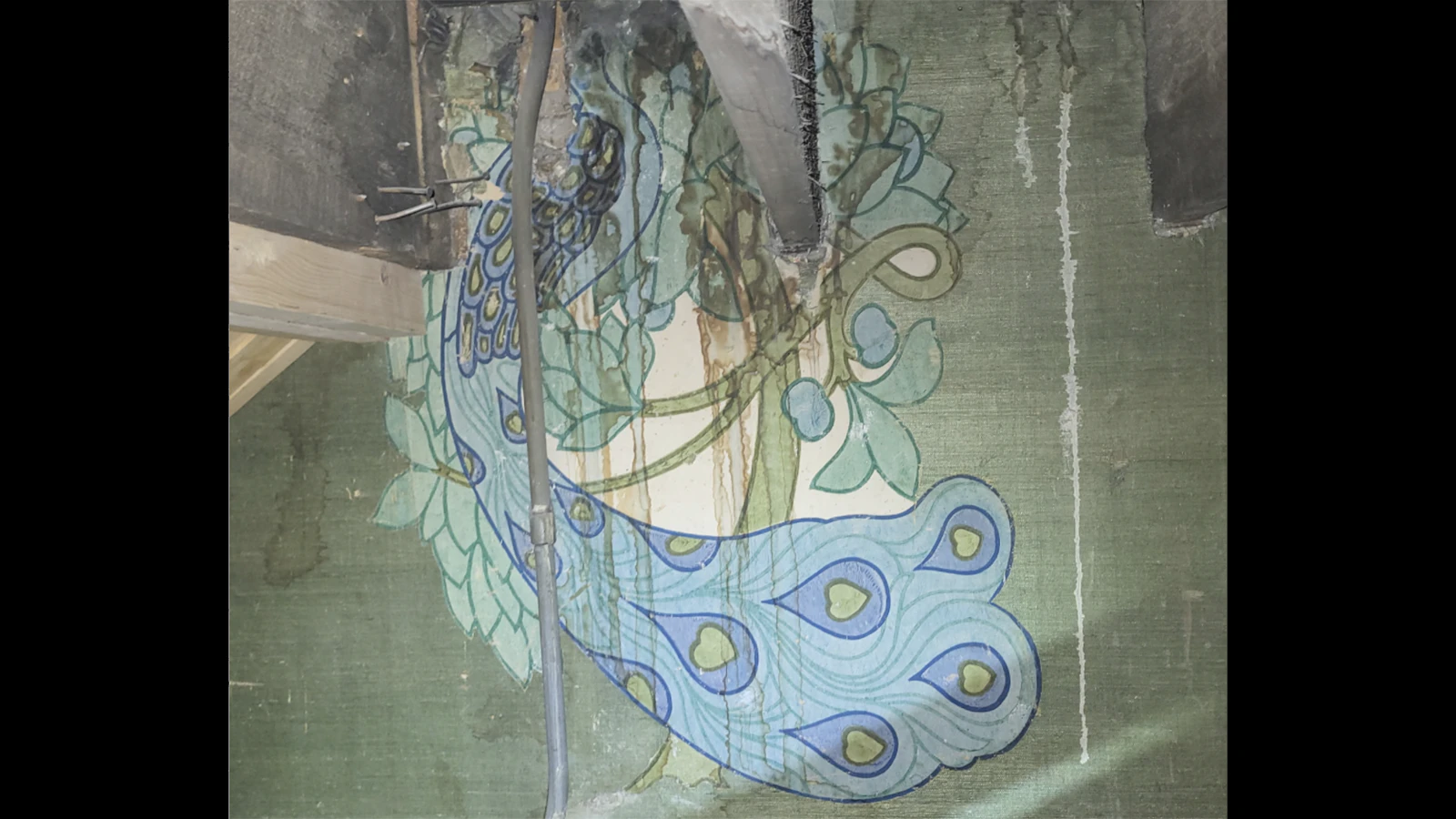 This brilliant peacock is hiding behind the walls at the Atlas Theater Plans are to use the motif as a logo at some point in the future.