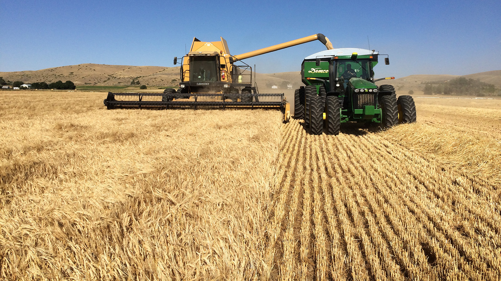 Wyoming barley grower Tanya Dorvall harvests her crop.