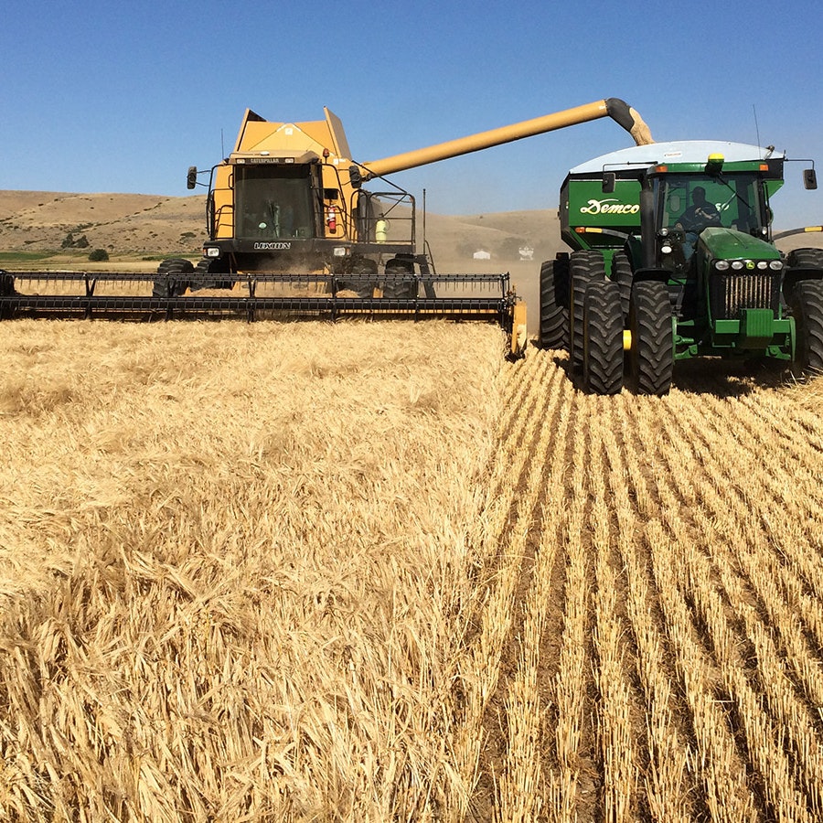 Wyoming barley grower Tanya Dorvall harvests her crop.