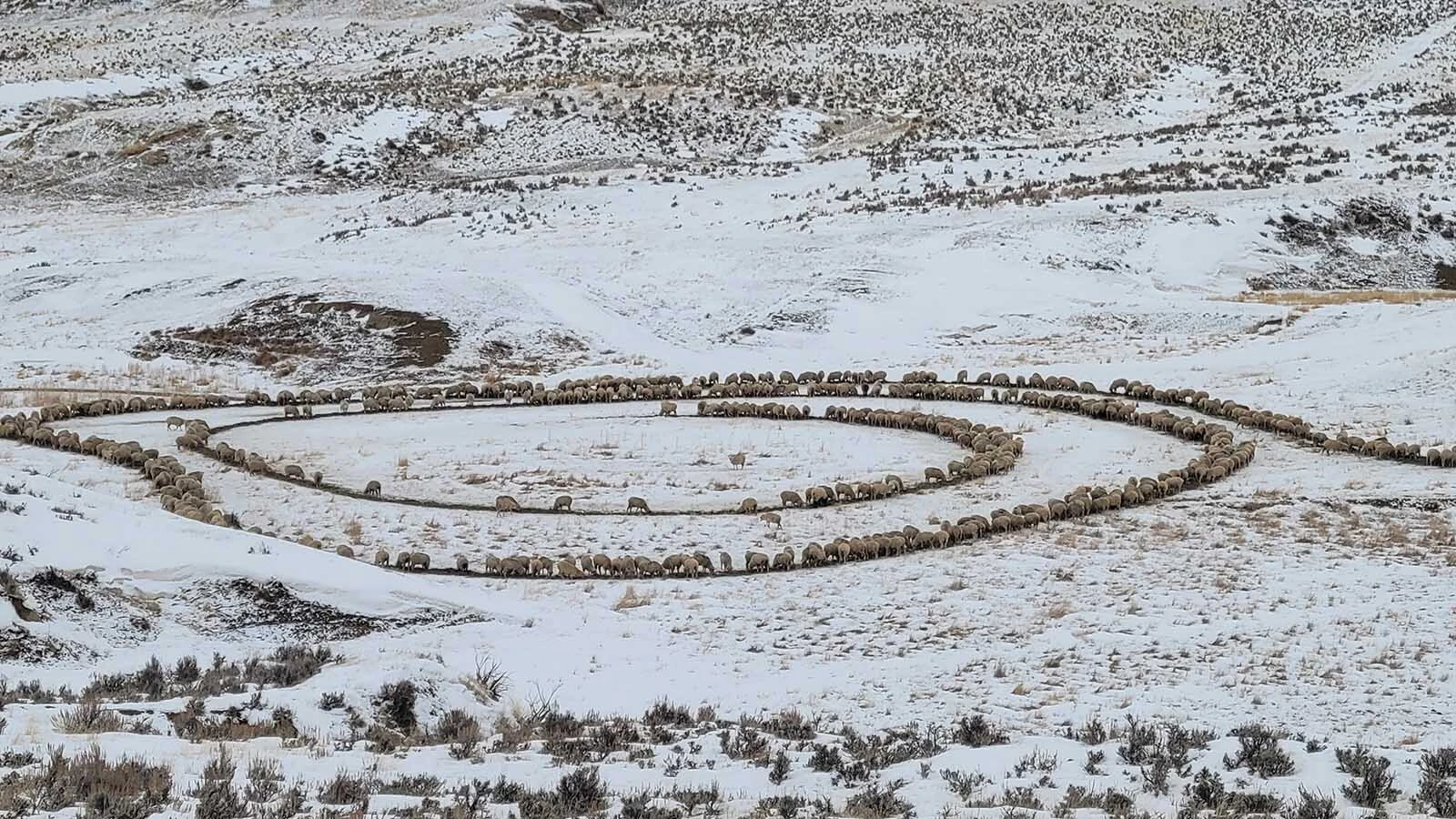 Sheep feed in winter at the Auzqui Ranch.