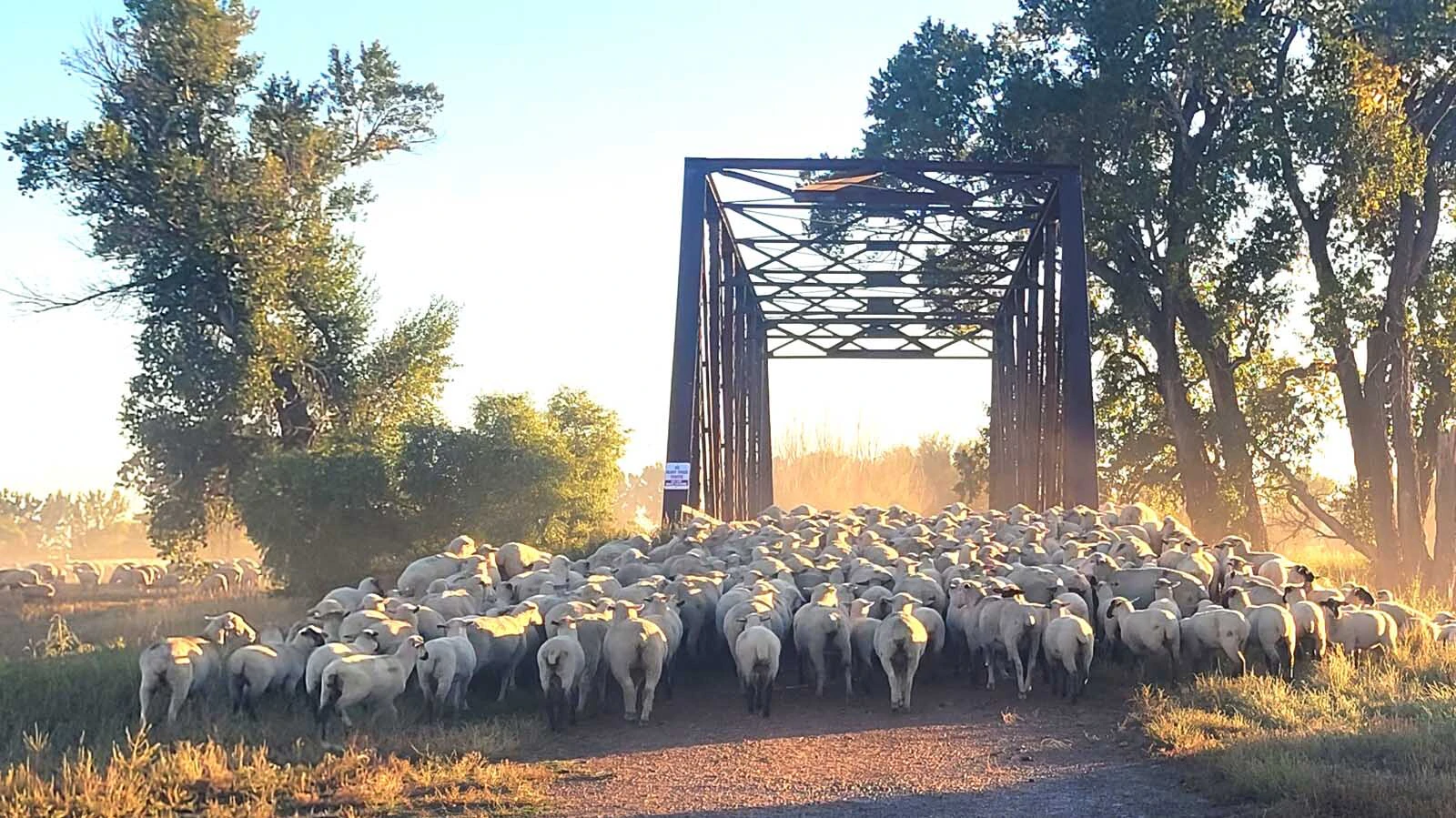 Sheep move on the Auzqui Ranch near Clearmont, Wyoming.