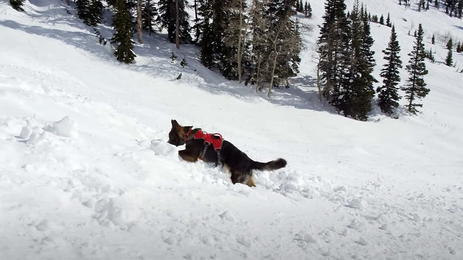 When they're not living a rock star lifestyle as ski slope celebrities, the Jackson Hole Mountain Resort avalanche rescue dogs train.