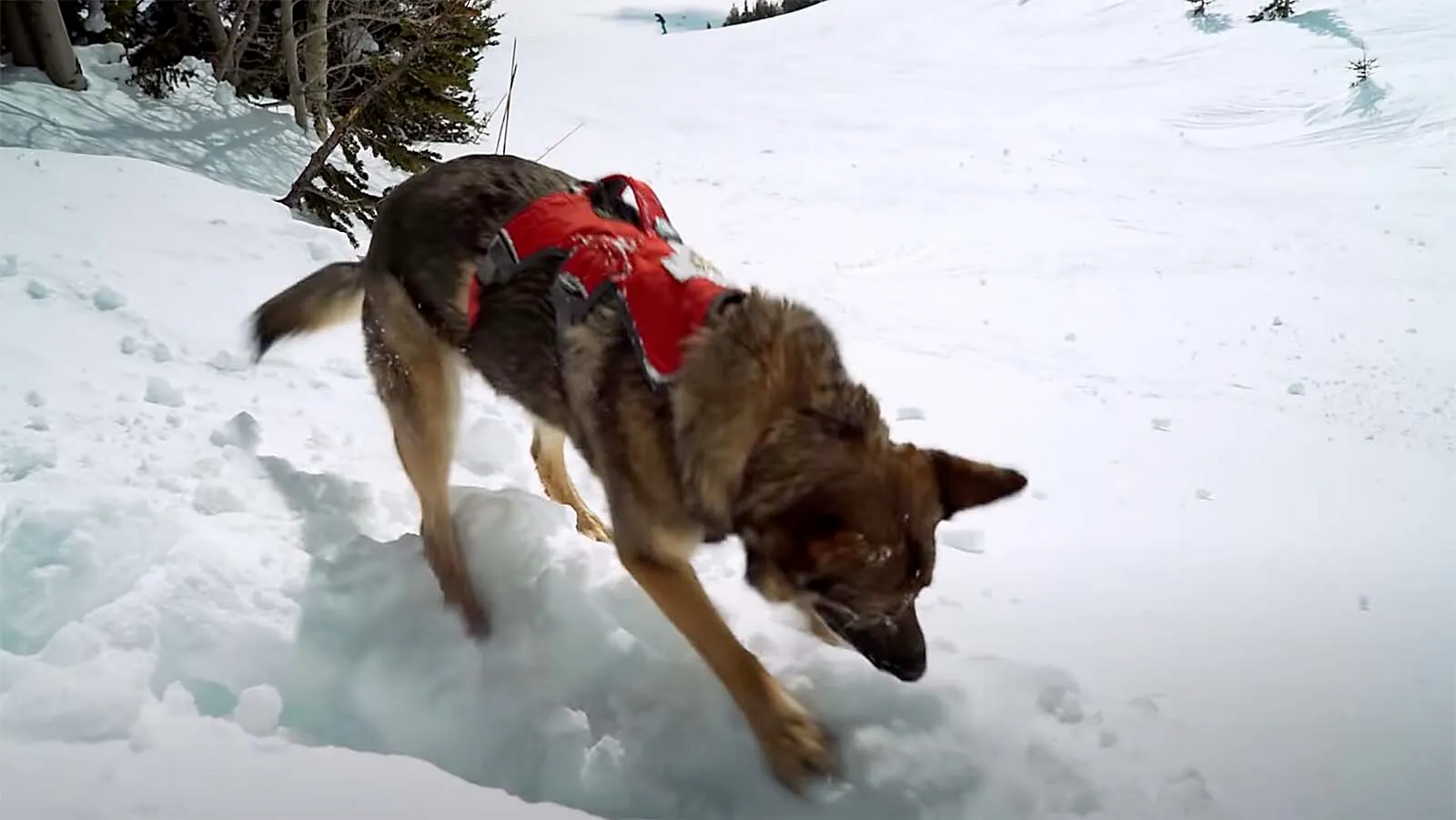 Meet Jackson Hole Mountain Resort’s Elite Life-Saving Avalanche Dogs ...