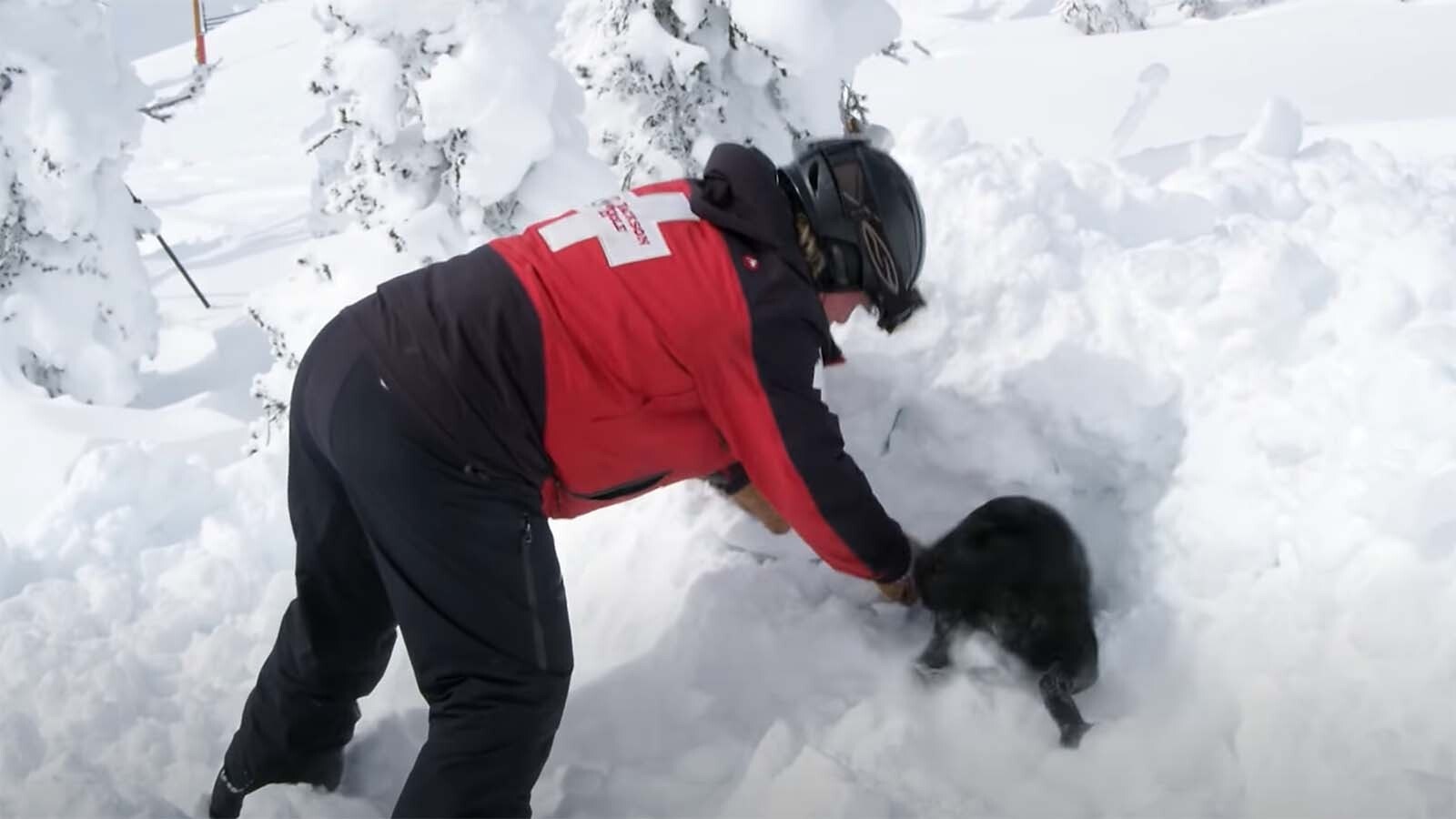 When they're not living a rock star lifestyle as ski slope celebrities, the Jackson Hole Mountain Resort avalanche rescue dogs train.