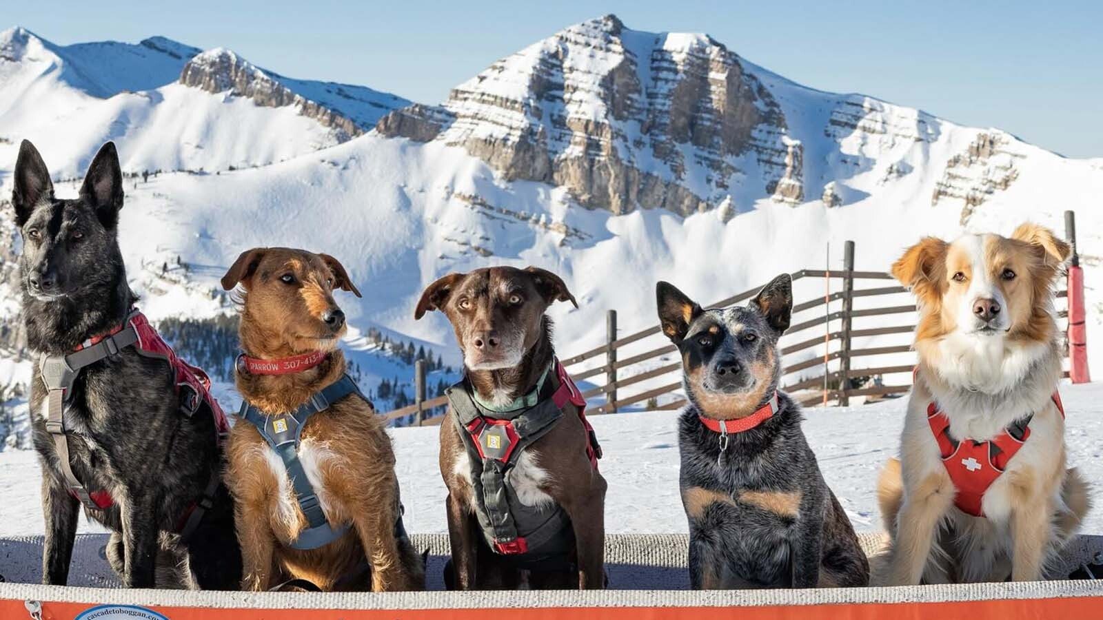 The 2024 lineup of rescue dogs at Jackson Hole Mountain Resort, from left, Cache, Sparrow, Levi, Dolly and Toby.