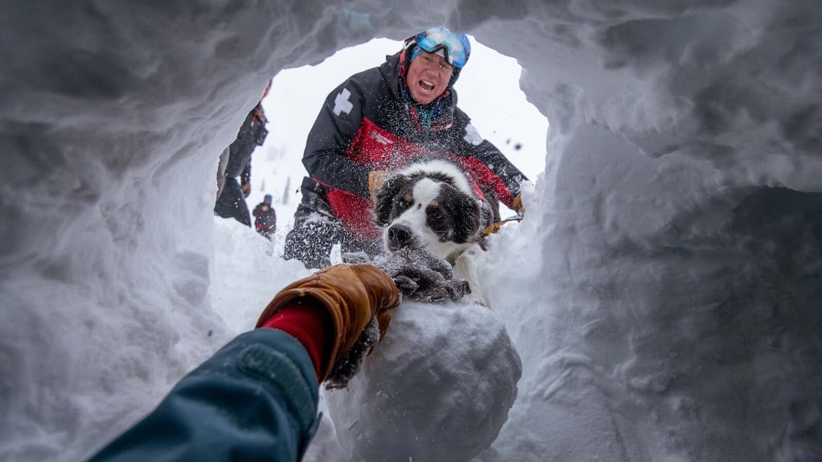 The Jackson Hole Mountain Resort avalanche dogs train hard and often.