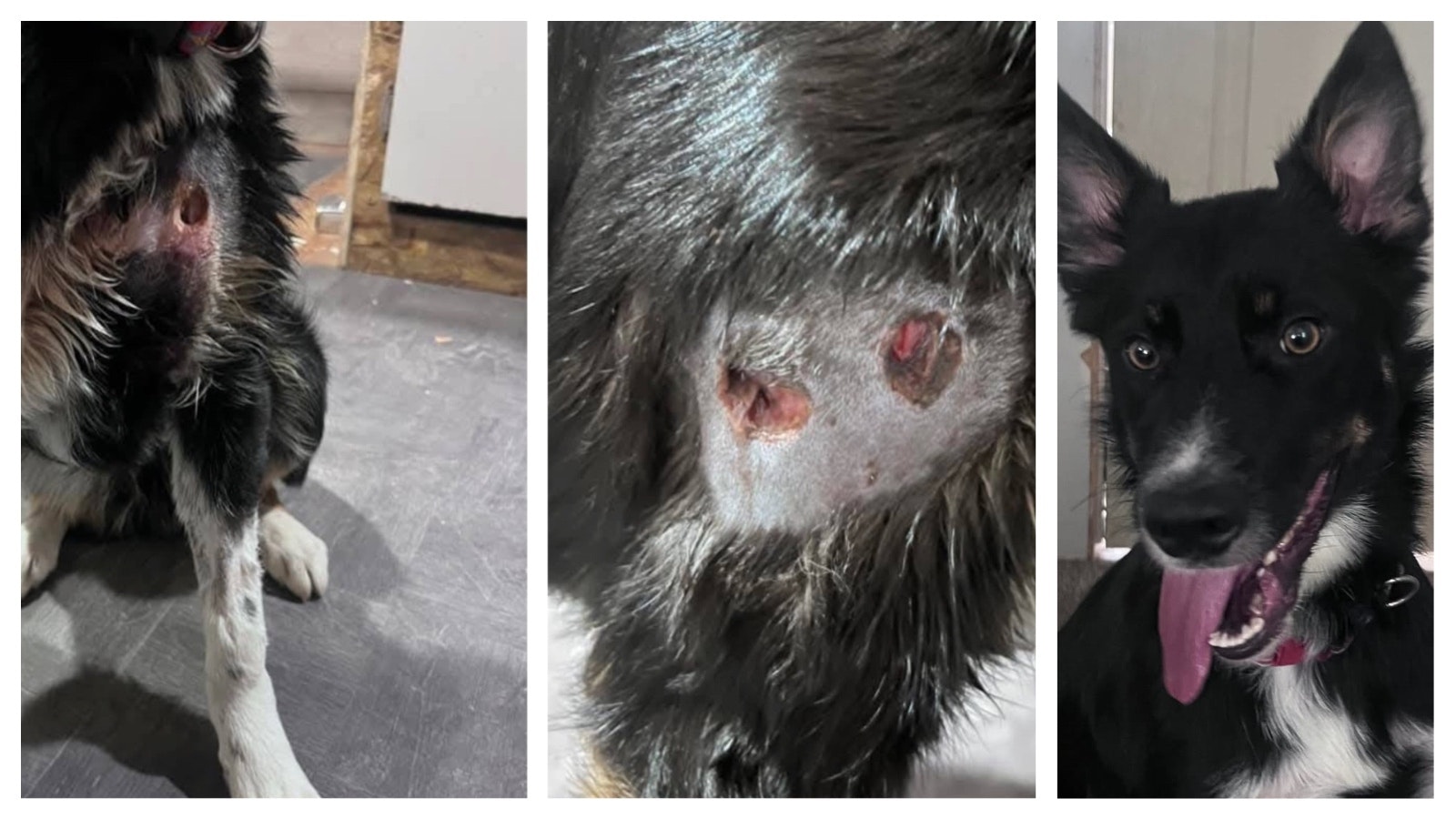 Axel is recovering, right, after being shot by his former owner six times.