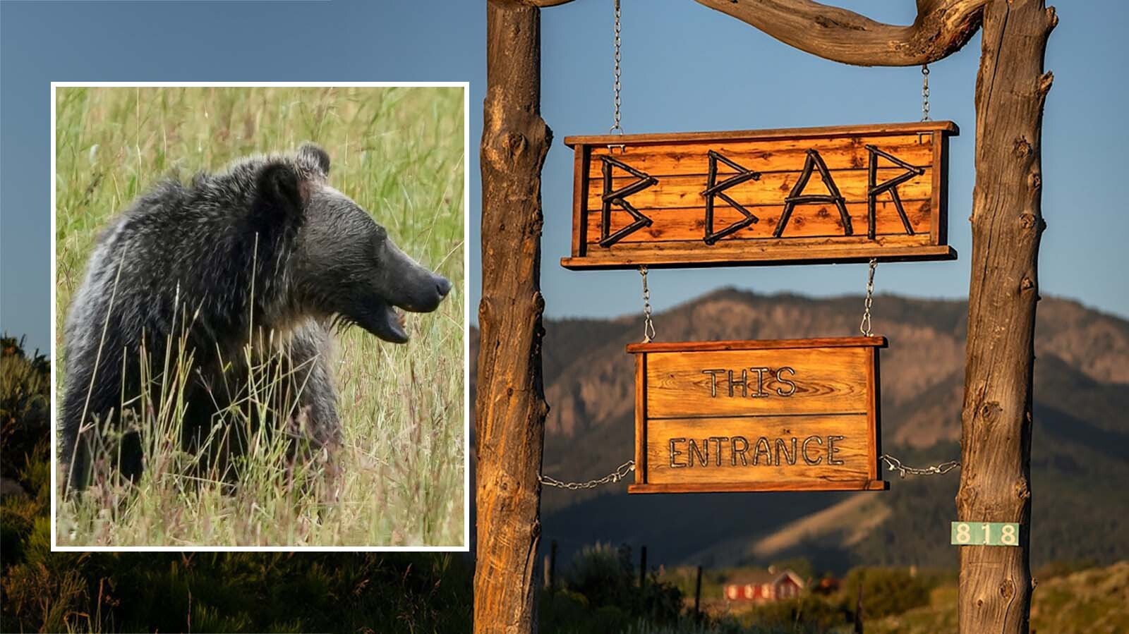 At the B Bar Ranch, grizzly bears crowd the meadows in October digging for caraway roots.