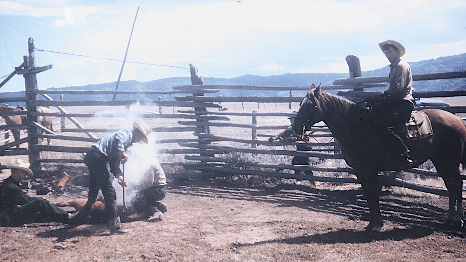 Cowboys brand cattle on the Banner Ranch in the 1950s or ‘60s.