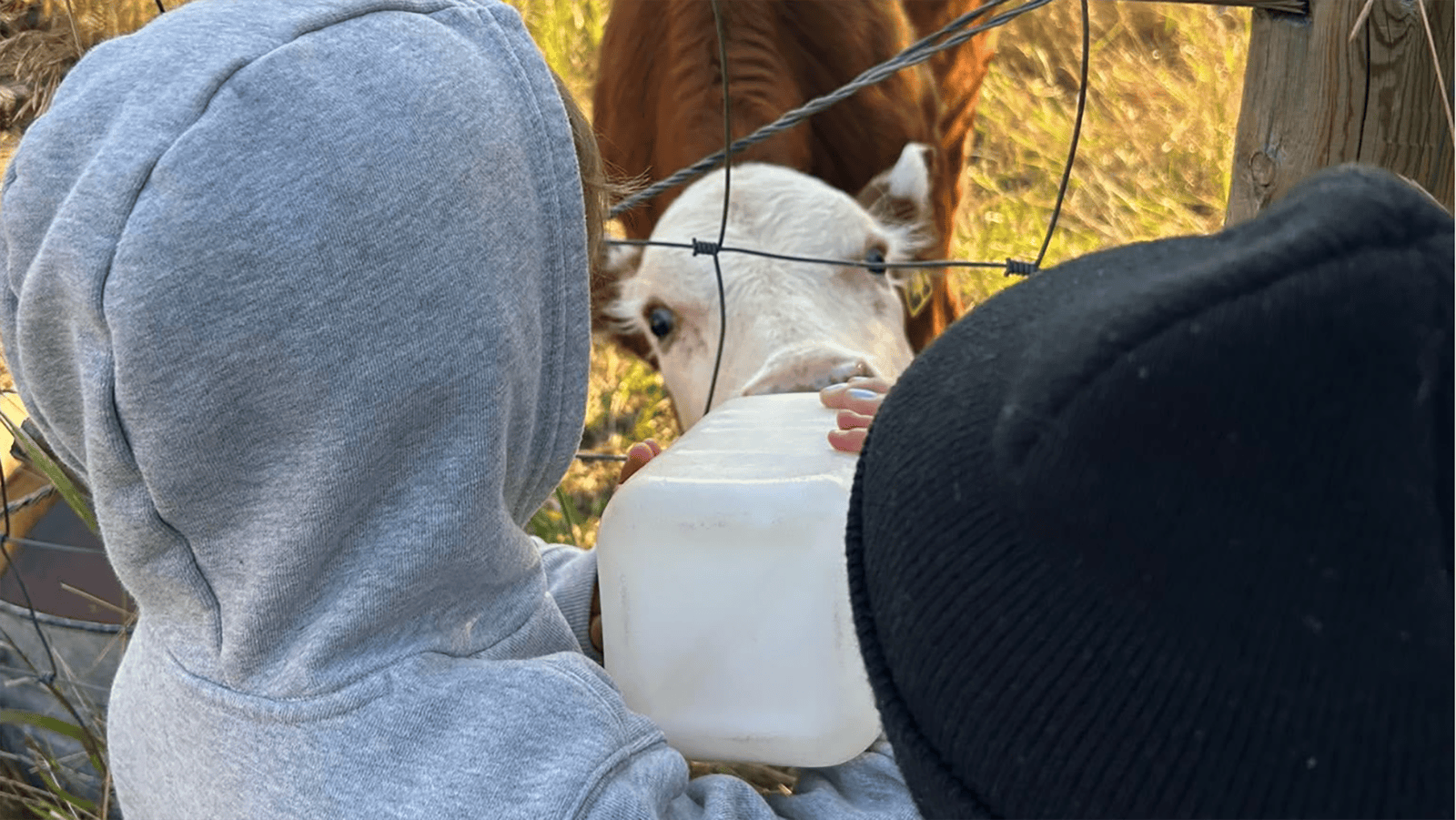 Members of the sixth generation of the B.B. Brooks family feed a calf on Banner Ranch.