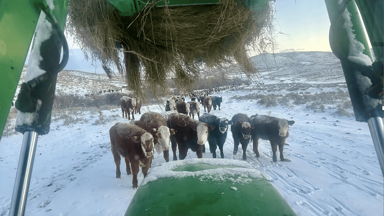 Cattle on the Banner Ranch prepare to get fed during a past winter.