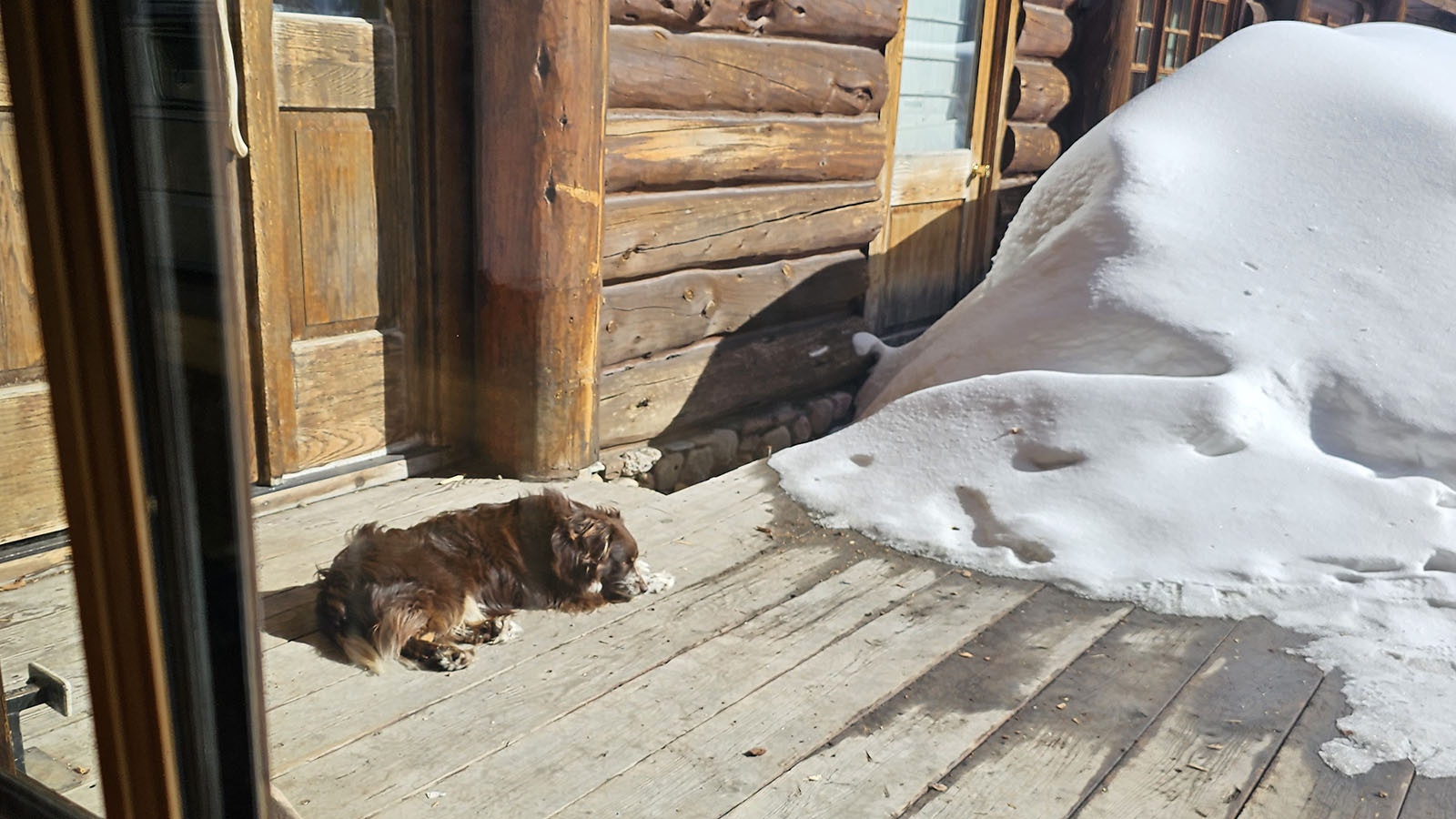 Newt basks in the sun outside of Brooks Lake Lodge. He is often seen playing outside of the lodge with his pal, Remy.