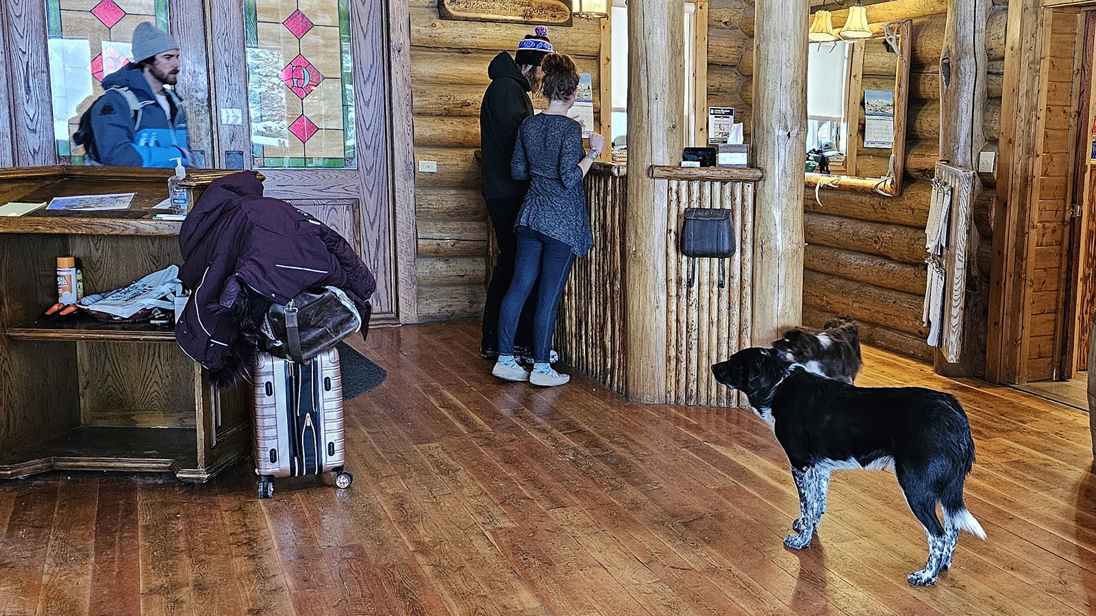 Ranger and one of the lodge's other dogs watch as people come in the front of Brooks Lake Lodge. Victoria Conner is at the front desk with guide Max Hernandez helping line things up for the day.