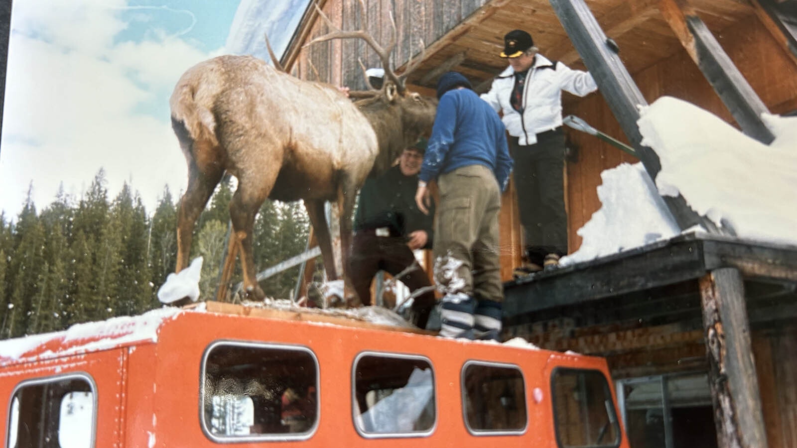Moving the trademark Brooks Lake Lodge elk into the Great Room in 1988.