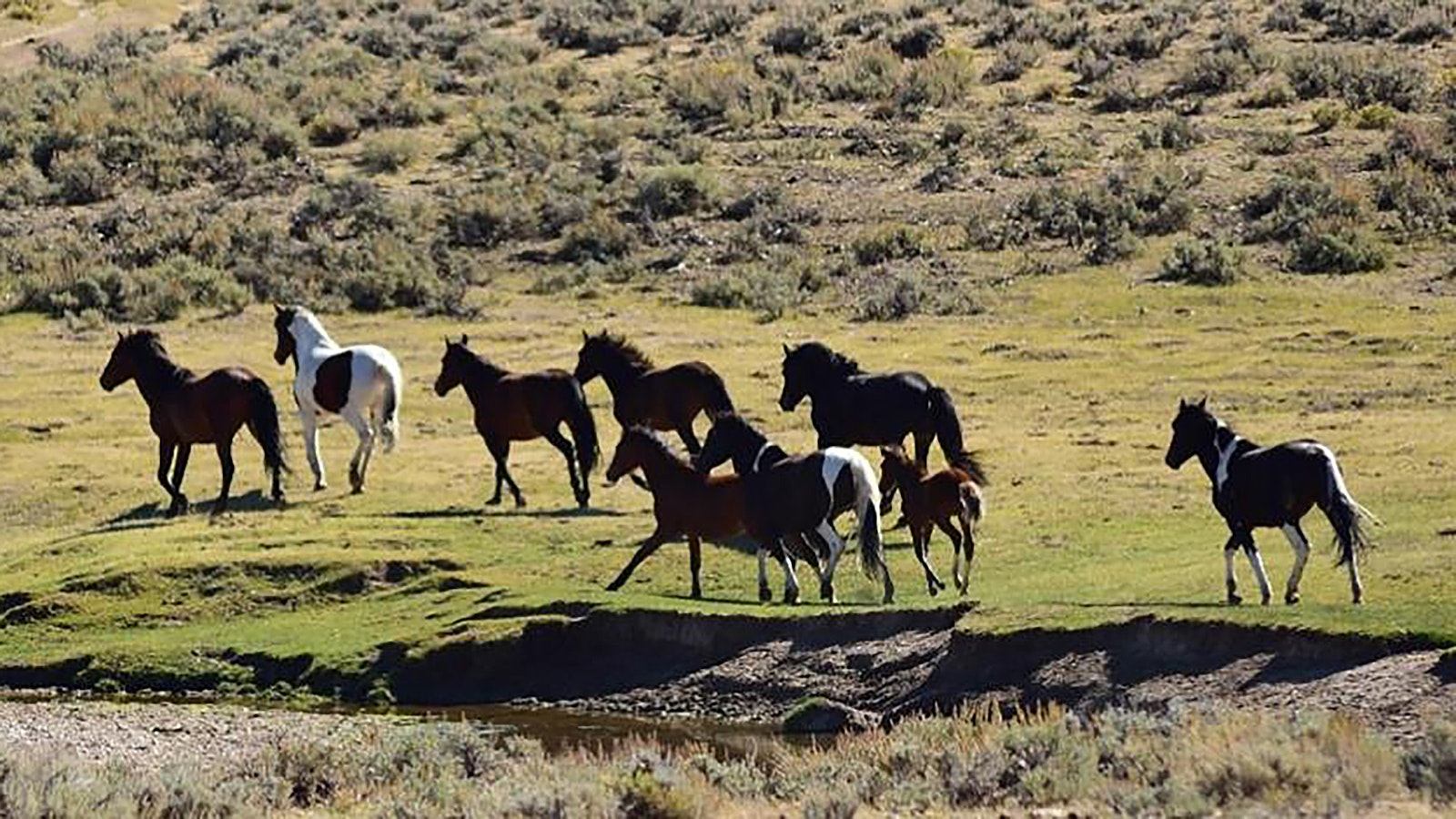 Mustangs in the North Lander Complex of Wyoming.