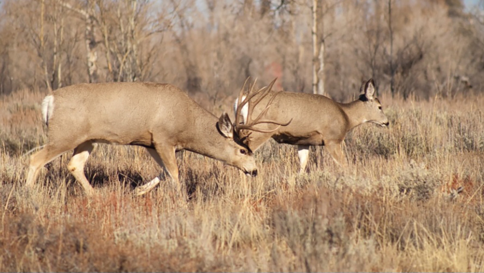 The Greater Little Mountain area is prime mule deer habitat and worth protecting from development, wildlife conservationists say.