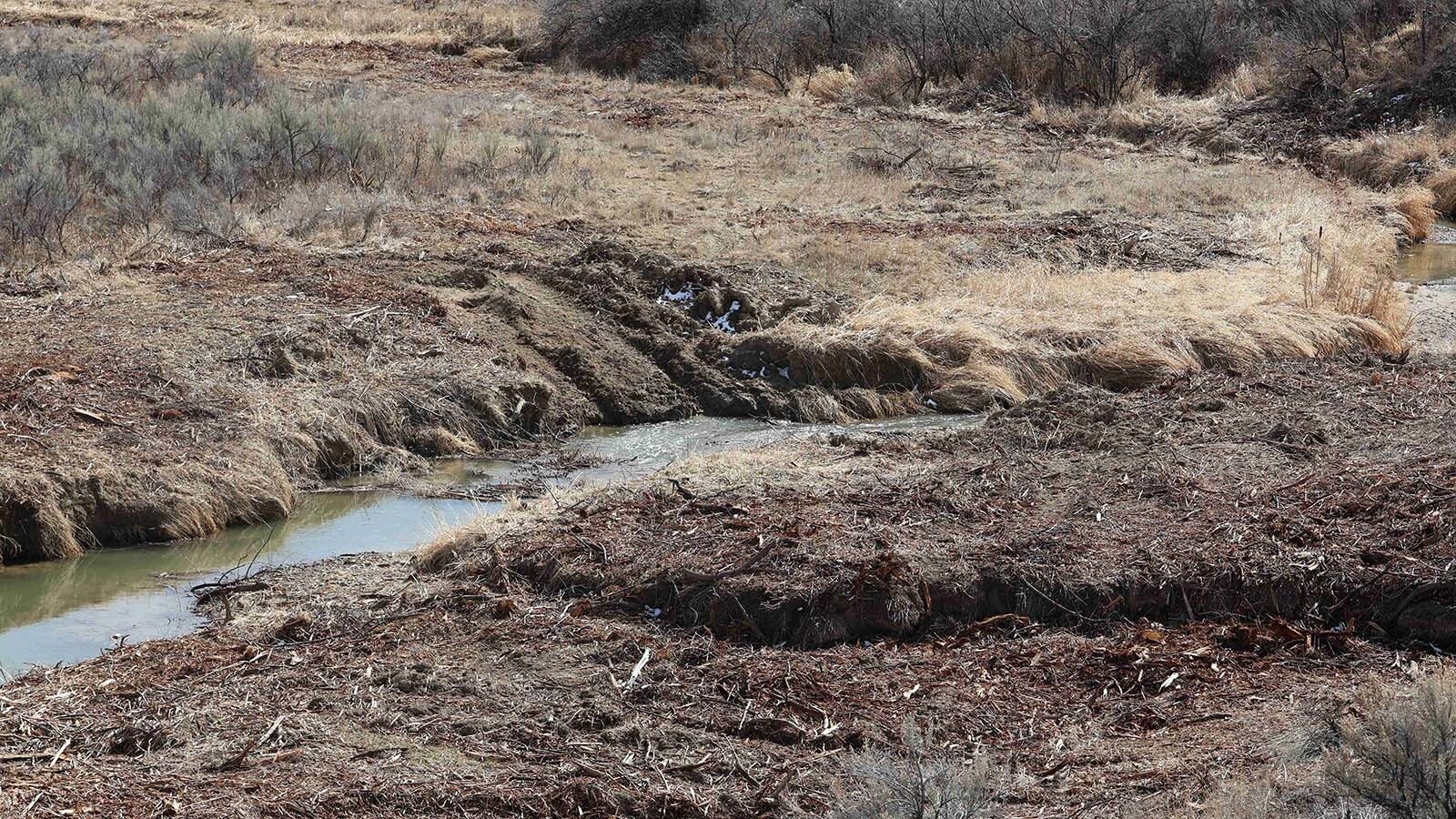 The Dry Creek area near Greybull is bare, after stands of Russian olive were cut down recently.
