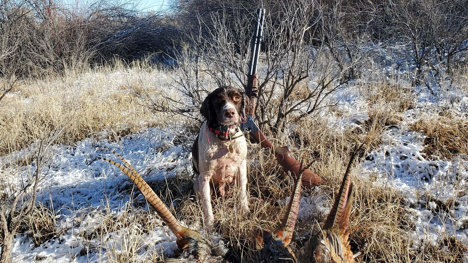 Rex, and English springer spaniel hunting dog owned by Bob Ferri of Cody poses with a day’s limit of pheasant roosters in the Dry Creek area near Greybull, in December 2025. The thick cover of Russian olive in the background has since been cut down.
