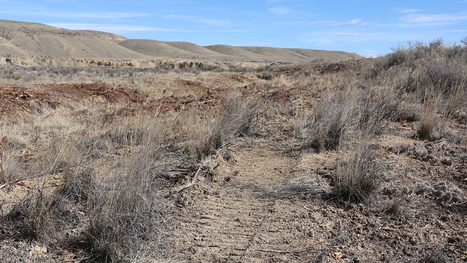The Dry Creek area near Greybull is bare, after stands of Russian olive were cut down recently.