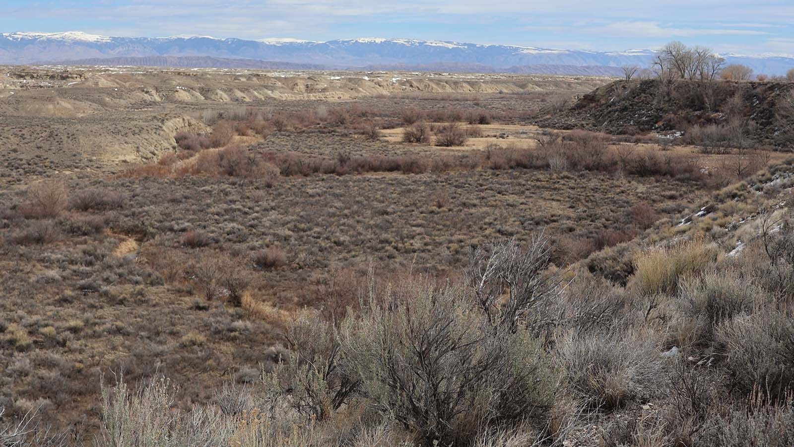 The Dry Creek area near Greybull used to have thick stands of Russian olive, which hunters say provided vital food and cover for pheasants, wild turkeys, deer and other species.