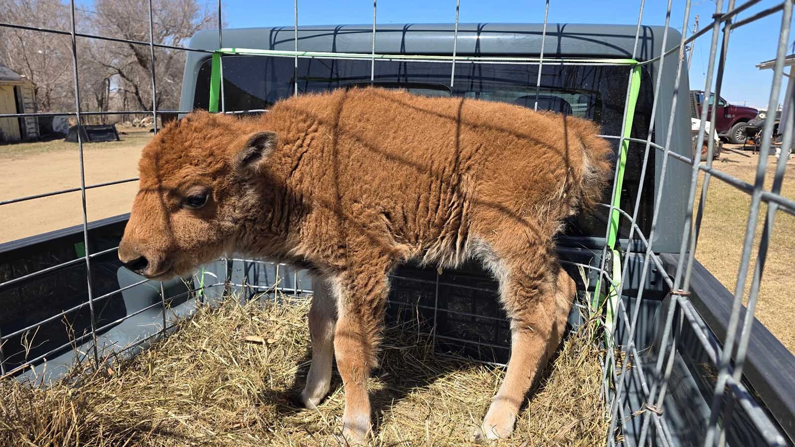 John and Makayla Otto are bottle-feeding a belligerent baby bison named Georgie on their ranch near Plaza, North Dakota. “I’ve had my ass handed to me about four different times now,” John says — and millions of people love watching the little guy bully him.