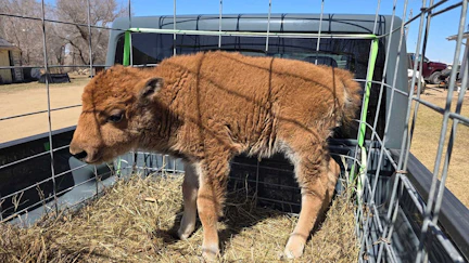 John and Makayla Otto are bottle-feeding a belligerent baby bison named Georgie on their ranch near Plaza, North Dakota. “I’ve had my ass handed to me about four different times now,” John says — and millions of people love watching the little guy bully him.