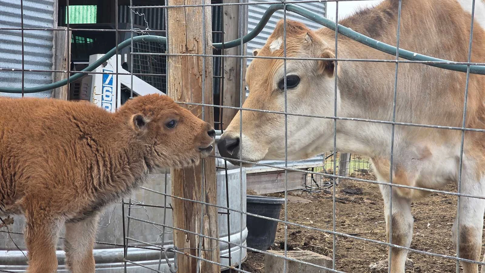 John and Makayla Otto are bottle-feeding a belligerent baby bison named Georgie on their ranch near Plaza, North Dakota. “I’ve had my ass handed to me about four different times now,” John says — and millions of people love watching the little guy bully him.