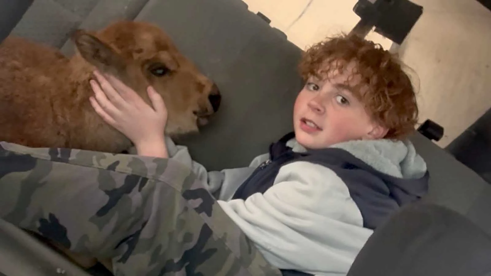 After rejected by mom and tossed aside by a jealous bull, a newborn bison named Koa found an unlikely family at a Wyoming ranch, where rescuers work around the clock to keep the tiny bison alive. “Koa has a very strong spirit,” said one of her rescuers. Here, Hunter Gray with Koa in the back of a pickup.