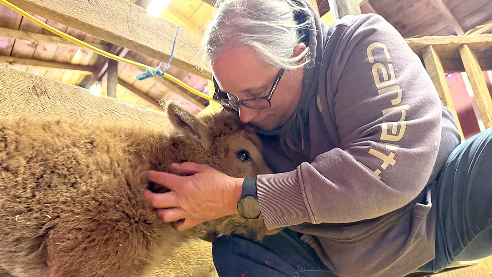 After rejected by mom and tossed aside by a jealous bull, a newborn bison named Koa found an unlikely family at a Wyoming ranch, where rescuers work around the clock to keep the tiny bison alive. “Koa has a very strong spirit,” said one of her rescuers. Above, Jannette Hienert hugs a baby bison figthing for life away from her herd.