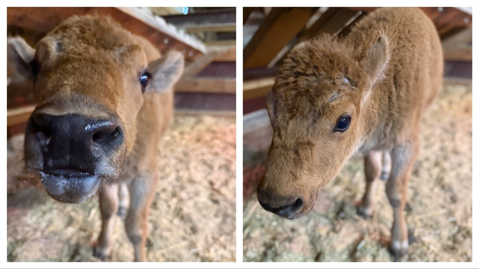 After rejected by mom and tossed aside by a jealous bull, a newborn bison named Koa found an unlikely family at a Wyoming ranch, where rescuers work around the clock to keep the tiny bison alive. “Koa has a very strong spirit,” said one of her rescuers.