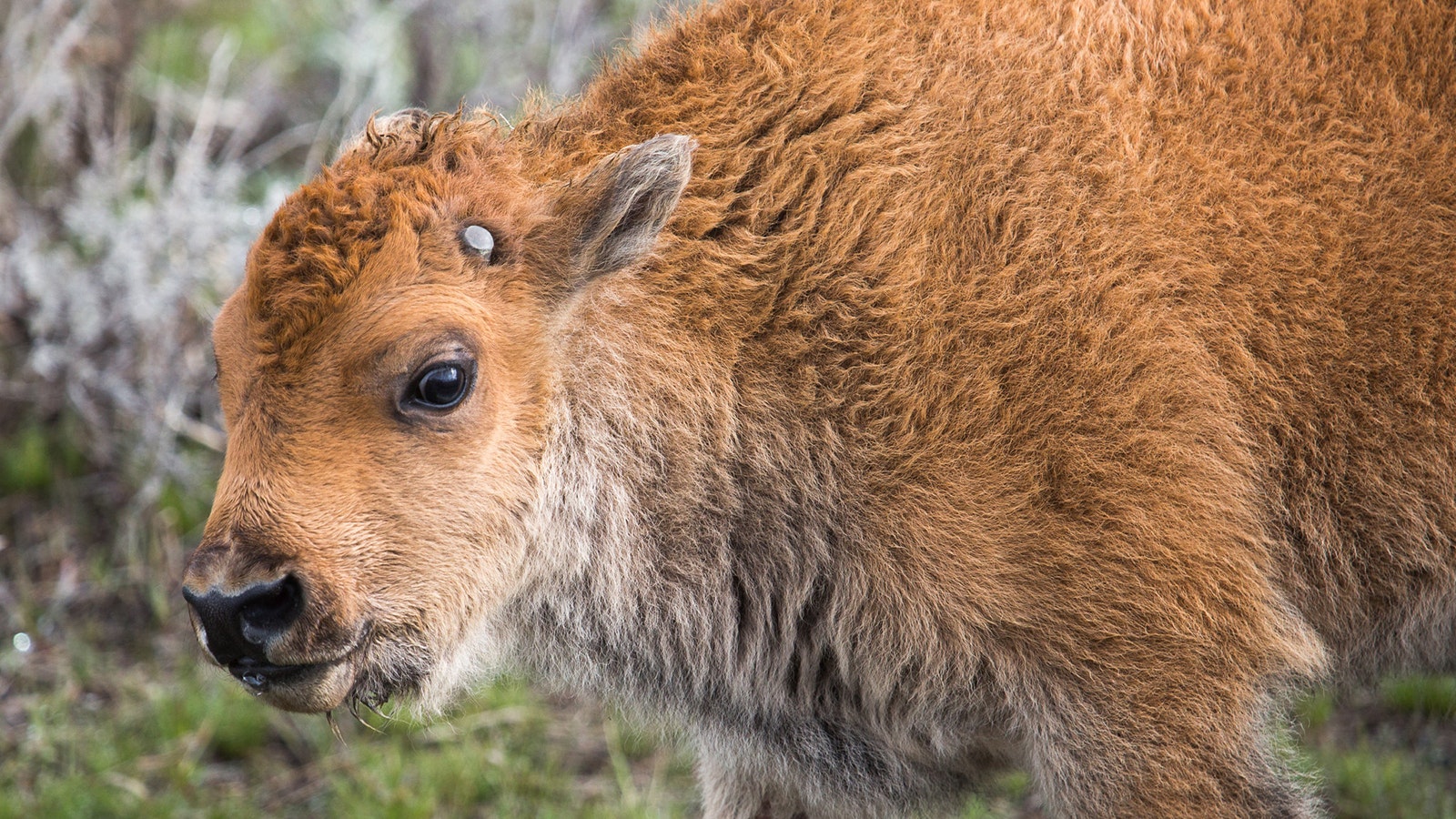 Yellowstone bison are caring for their newborn calves this time of year, which makes the potential for human interaction with them more dangerous.