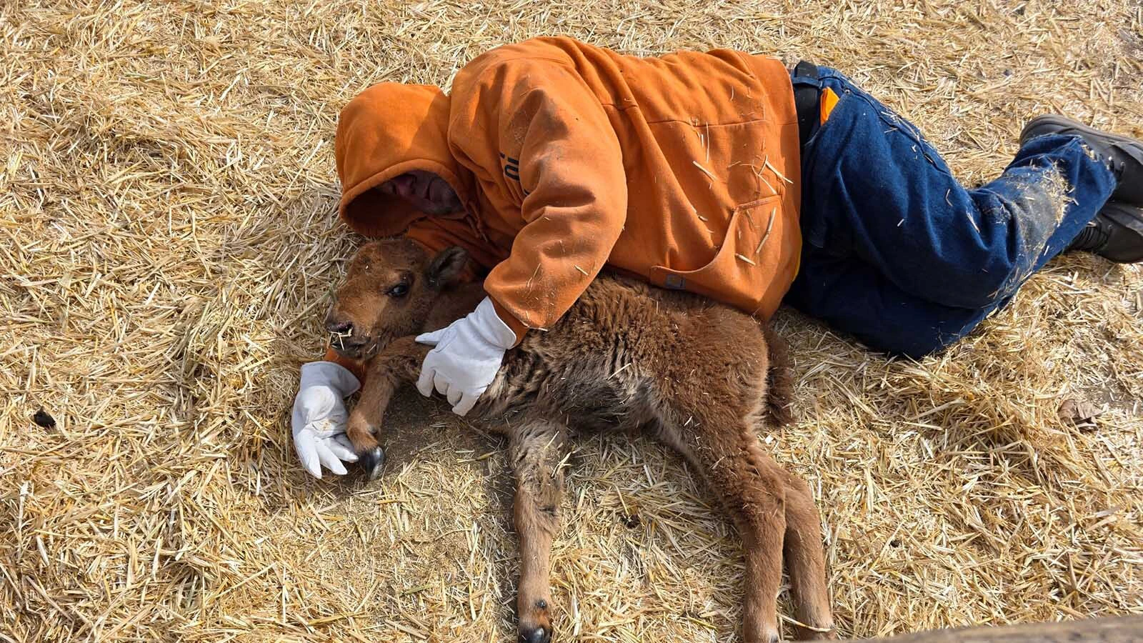 After rejected by mom and tossed aside by a jealous bull, a newborn bison named Koa found an unlikely family at a Wyoming ranch, where rescuers work around the clock to keep the tiny bison alive. “Koa has a very strong spirit,” said one of her rescuers. Above, Tony Heinert sleeps with another struggling baby bison named Ember, which didn't make it.