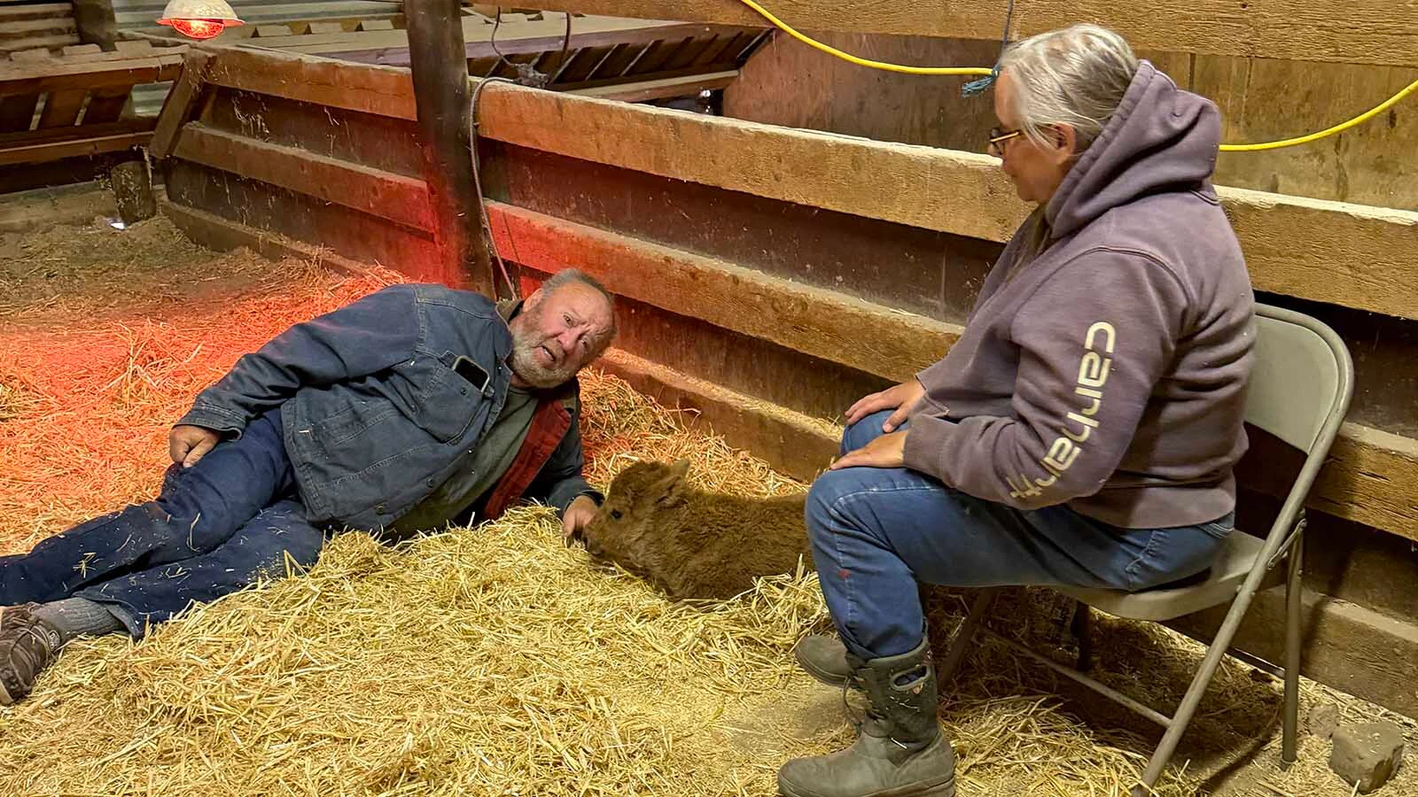 After rejected by mom and tossed aside by a jealous bull, a newborn bison named Koa found an unlikely family at a Wyoming ranch, where rescuers work around the clock to keep the tiny bison alive. “Koa has a very strong spirit,” said one of her rescuers. Above, Tony and Janette Hienert spend time with Ember, another struggling baby bison on the ranch.
