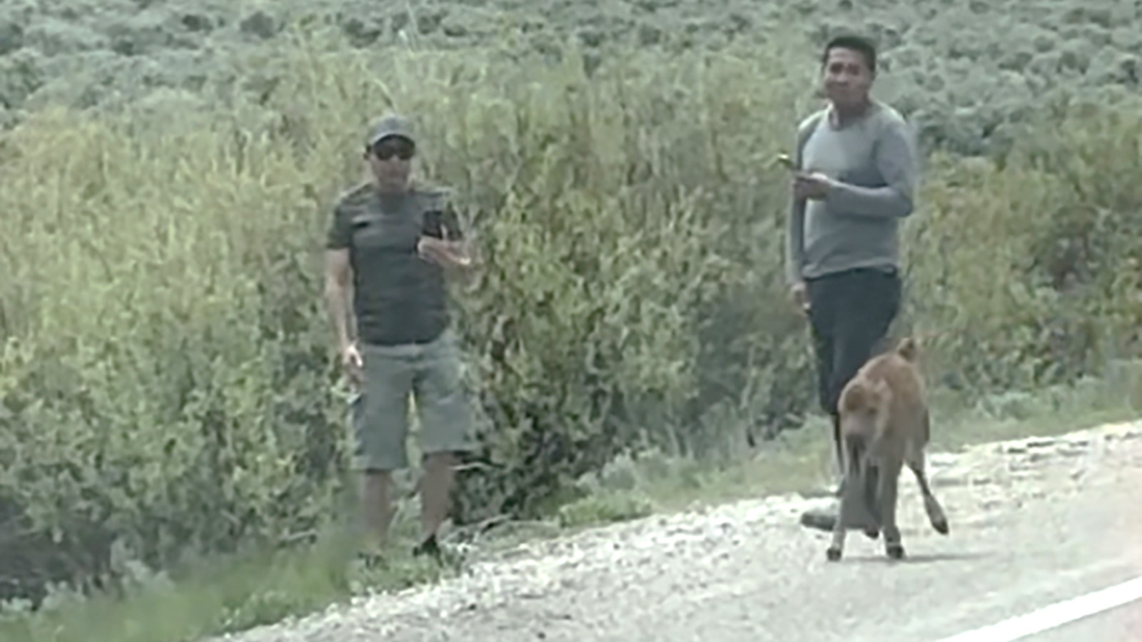 The National Park Service is investigating this incident of two men with cellphones approaching and touching a baby bison in Grand Teton National Park on Sunday.