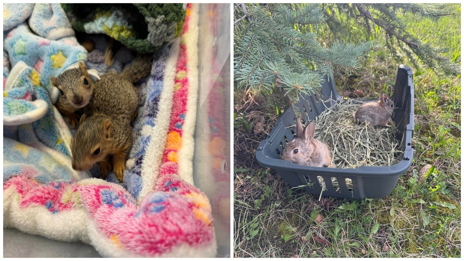 Left, squirrels are one of Suzanne Hansen's favorite animals to rehab because they're so entertaining. Right, once they're old enough to fend for themselves, the rabbits rescued by Hansen are released into the wild per Wyoming Game and Fish regulations.
