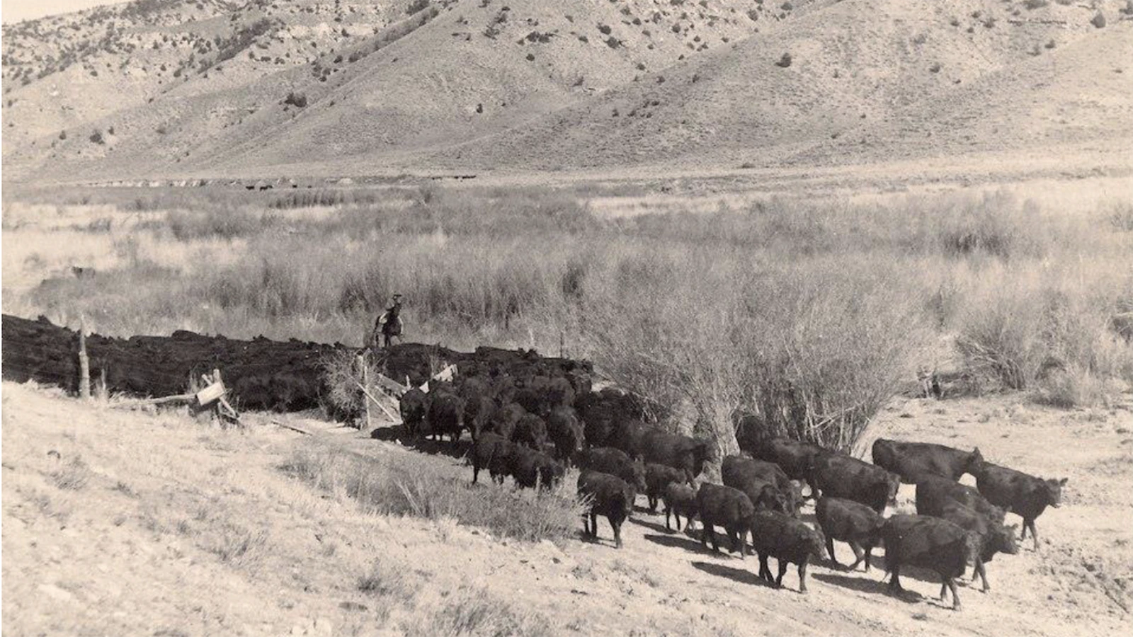 Sam Cremer had said that “Punchin’ cows is bad enough, but if I was starvin’ I’ll never take another bronc-bustin’ job. “I’ll get me a tin bill an’ peck oats out of dunghills with the chickens, first!” Despite this, he remained in the saddle for decades, eventually serving as the cattle foreman for 35 years for the LU Sheep Company.