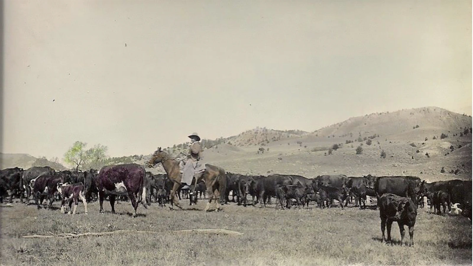 Sam Cremer spent a lifetime in the saddle as the cattle foreman at the LU Sheep Company, but he nearly did not survive his early 20s as a bronc stomper.
