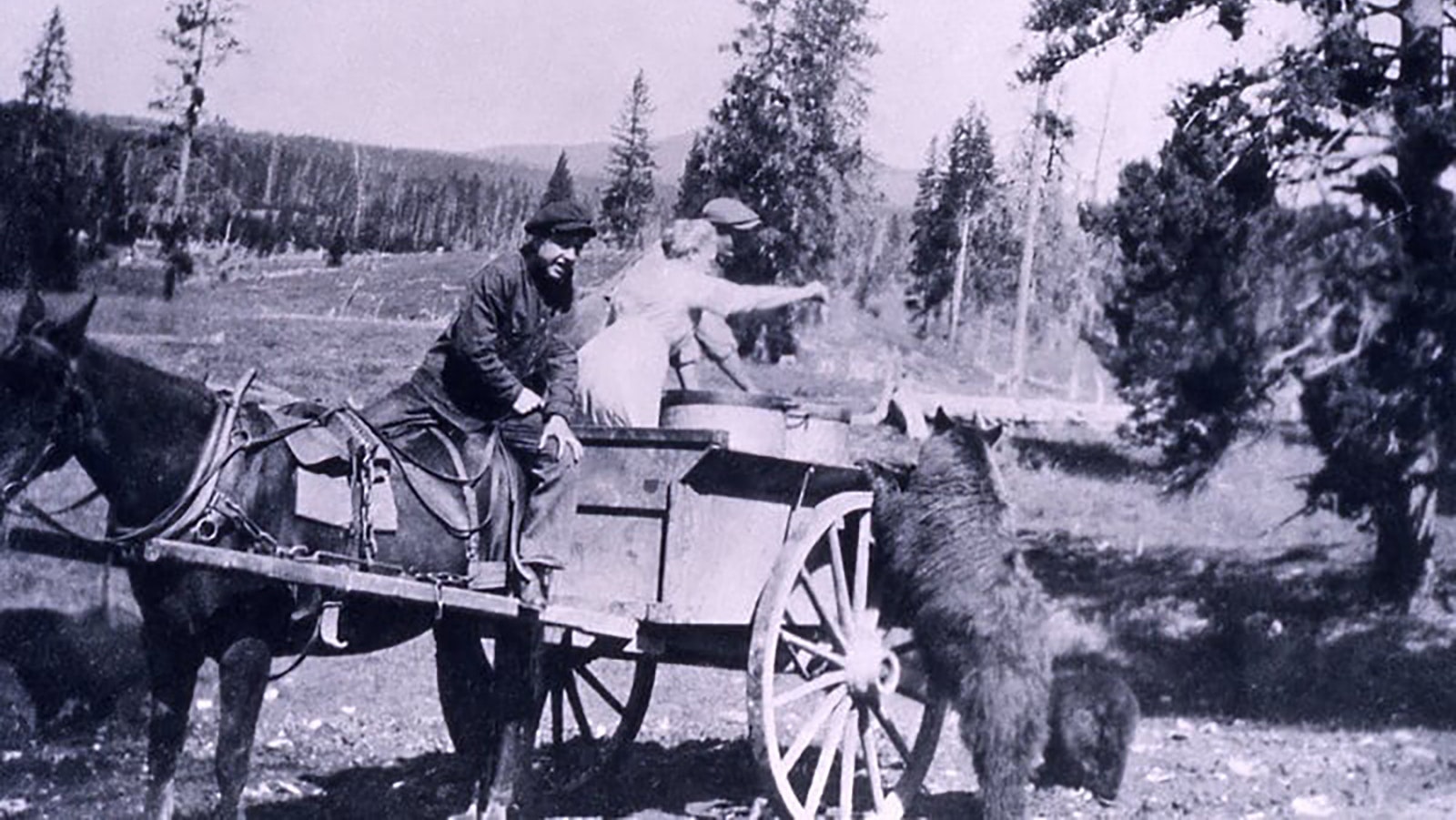 A couple of tourists ride on the garbage cart feeding park bears as they travel.