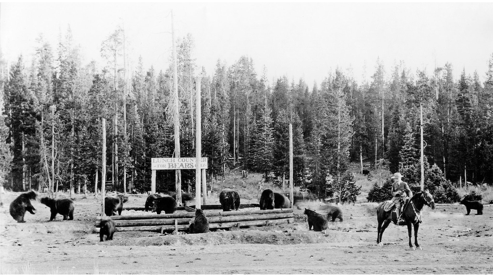 Bear feeding in Yellowstone was once a larger draw than Old Faithful.