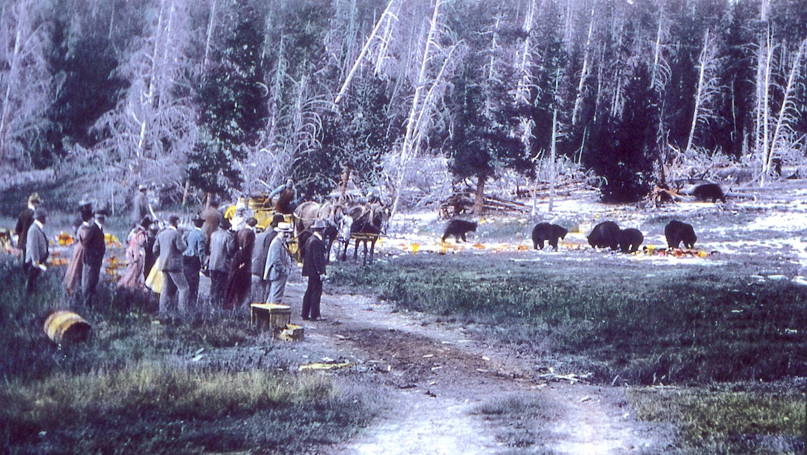 Visitors watch bears eat trash in the early 1900s.
