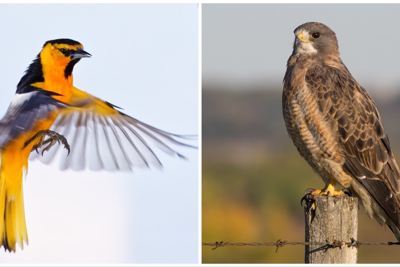 The Bullock's oriole, left, and Swainson's hawk are two of dozens of birds that will be renamed in a move to not associate birds with people who may have controversial pasts.