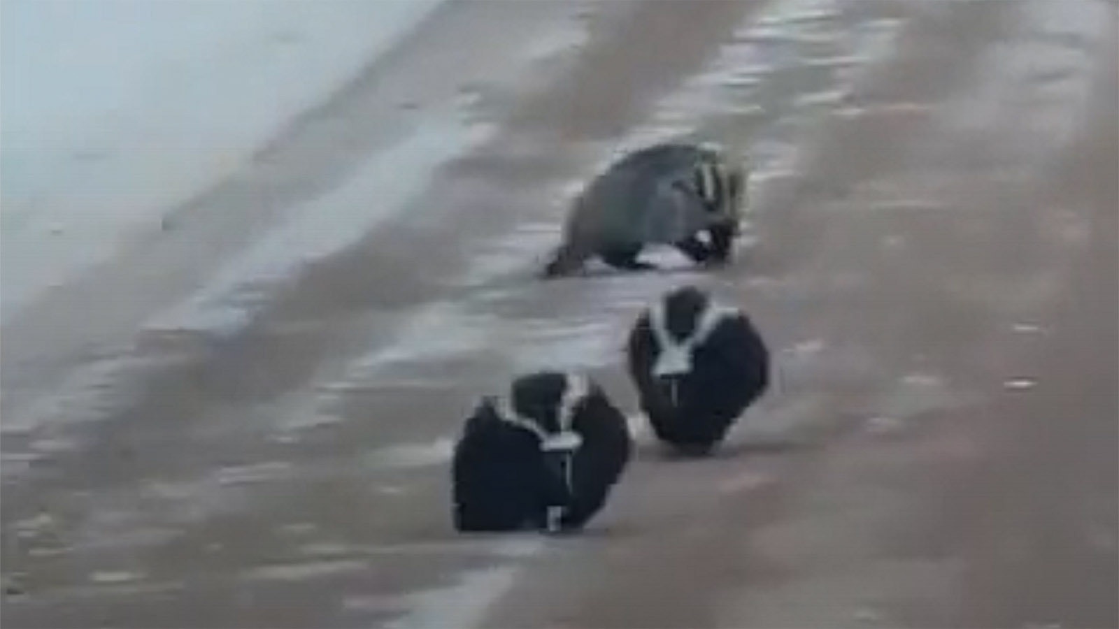 Badger v skunks 1 11 21 22