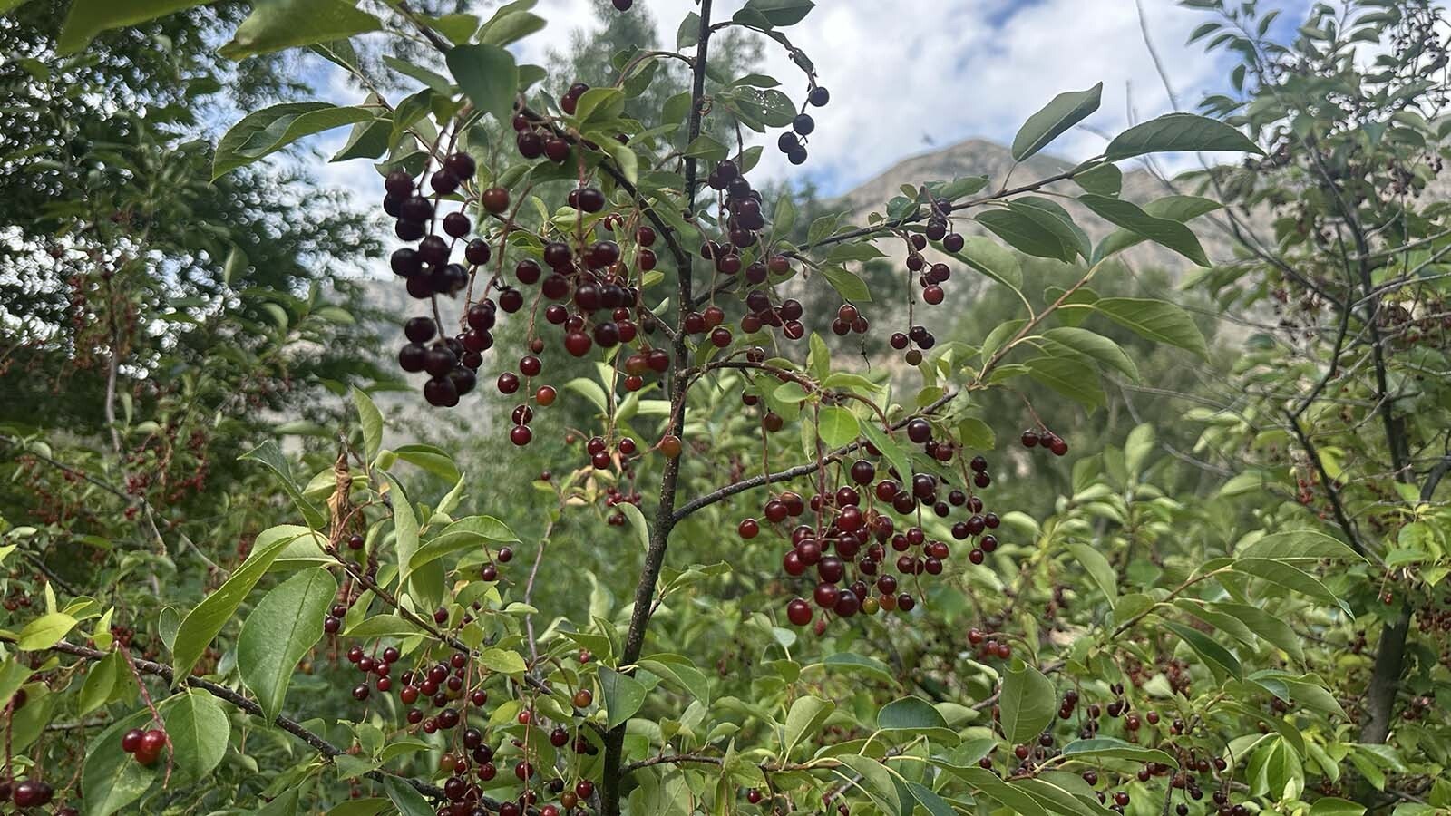 Chokecherries are blamed for intoxicating Jenson La Gaarde, aka the Butting Dane, and leading to his rampage that killed one man and led to his own death in 1932 along the Badwater Creek of Wyoming.