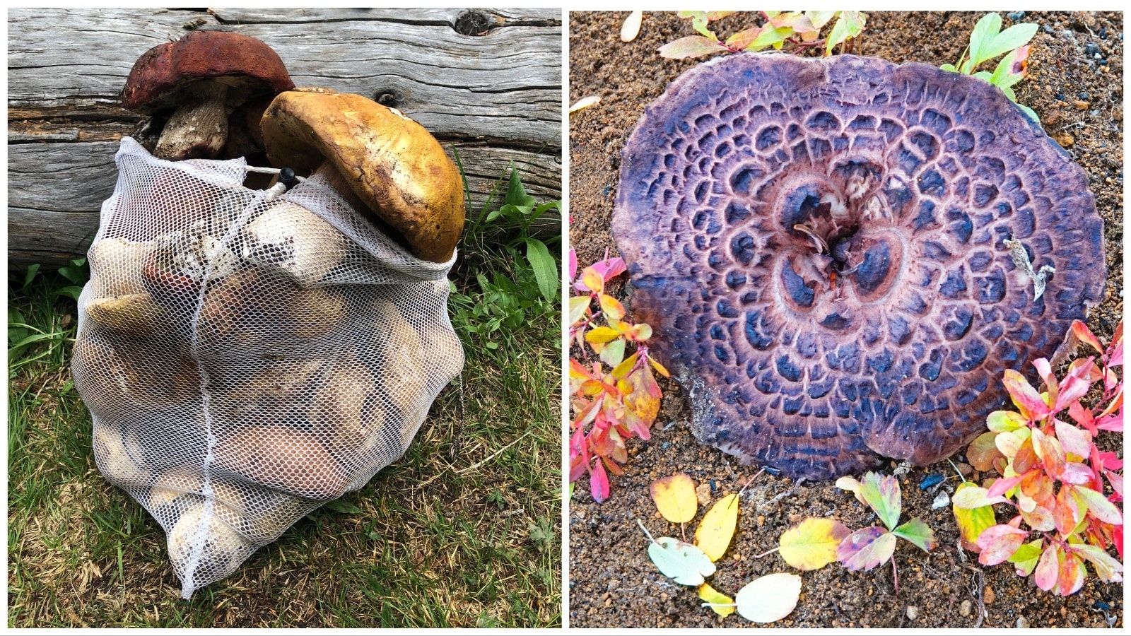 A bag of king bolete mushrooms gathered in southwestern Wyoming, left; and a hawk's wing mushroom, another variety that grows wild in Wyoming.