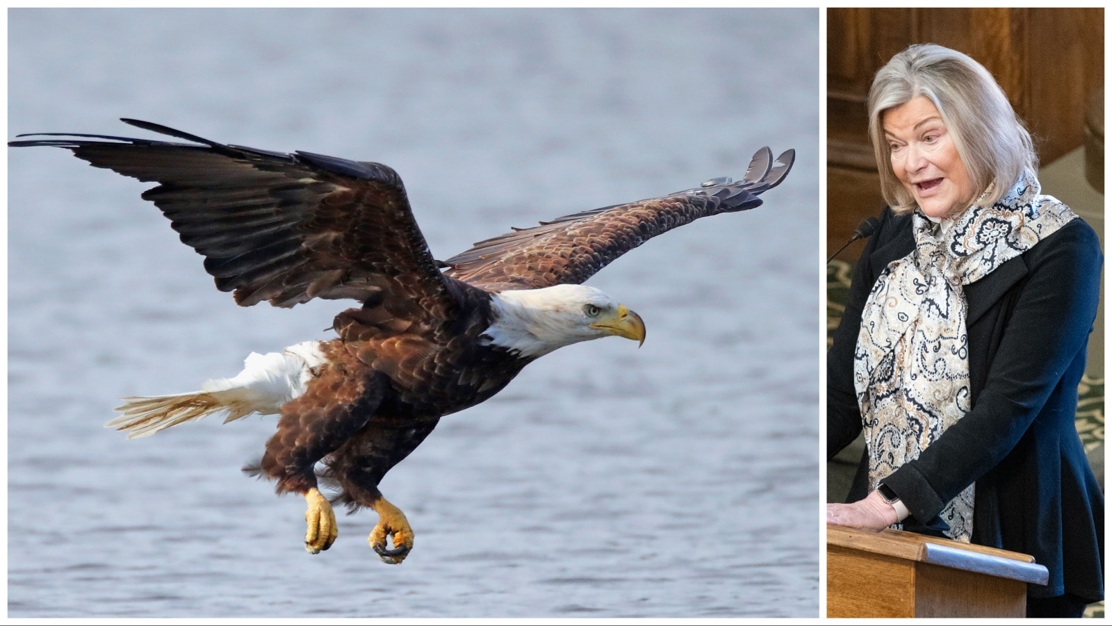 U.S. Sen. Cynthia Lummis, R-Wyoming, introduced a bill June 20, 2024, to make the bald eagle America's official state bird.