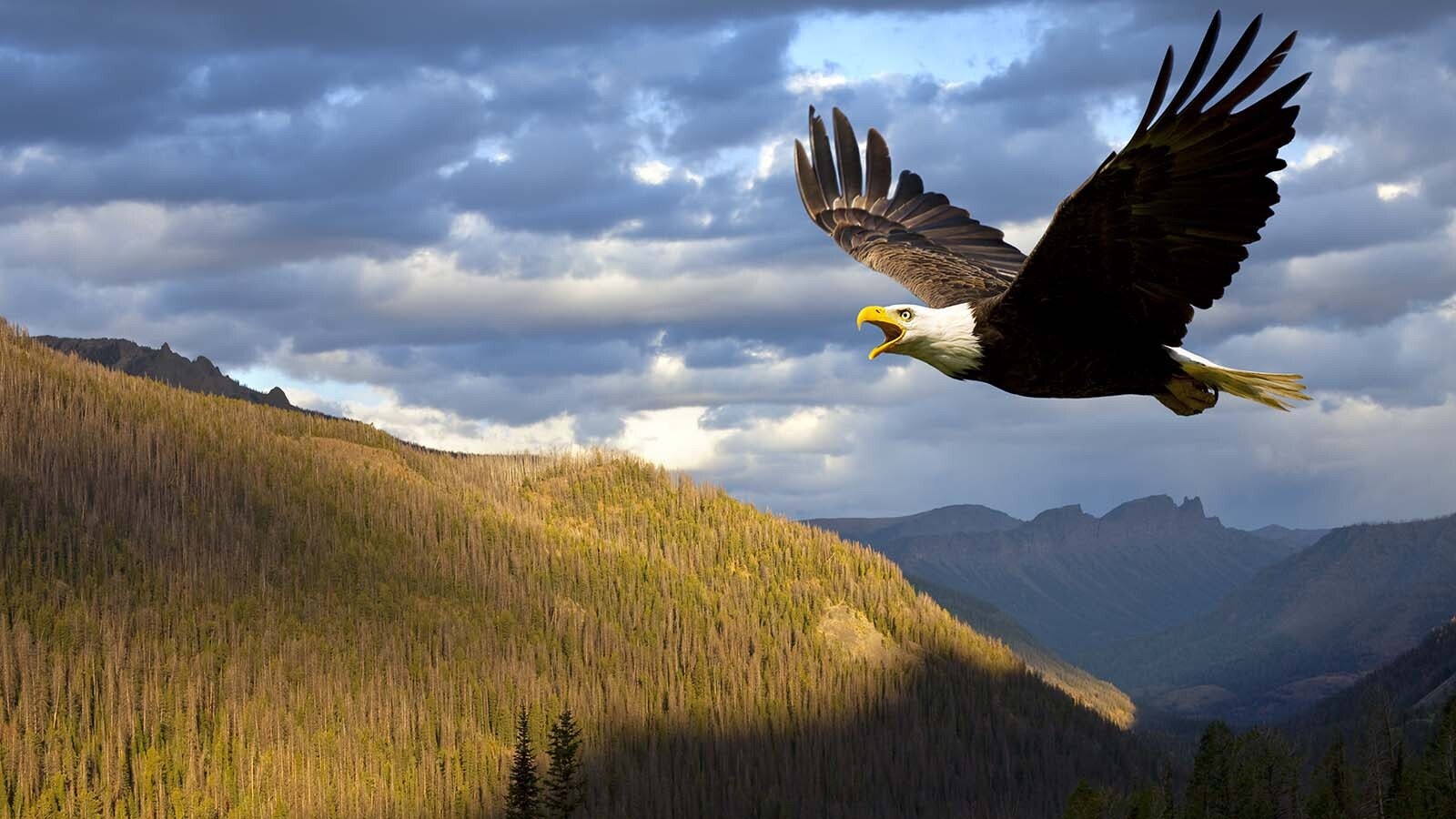 A bald eagle soars over the Wyoming landscape.