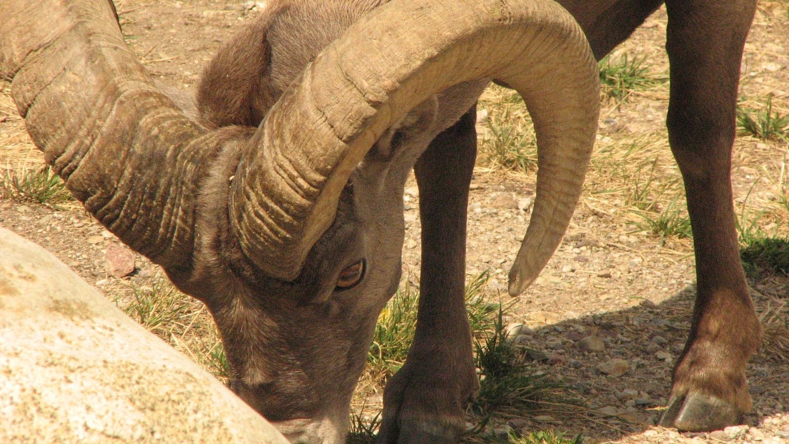 Bam-Bam, a bighorn sheep ram that lived in Sinks Canyon State Park near Lander, is pictured here eating dirt. That’s a common practice among bighorns, to get mineral nutrients from the dirt.